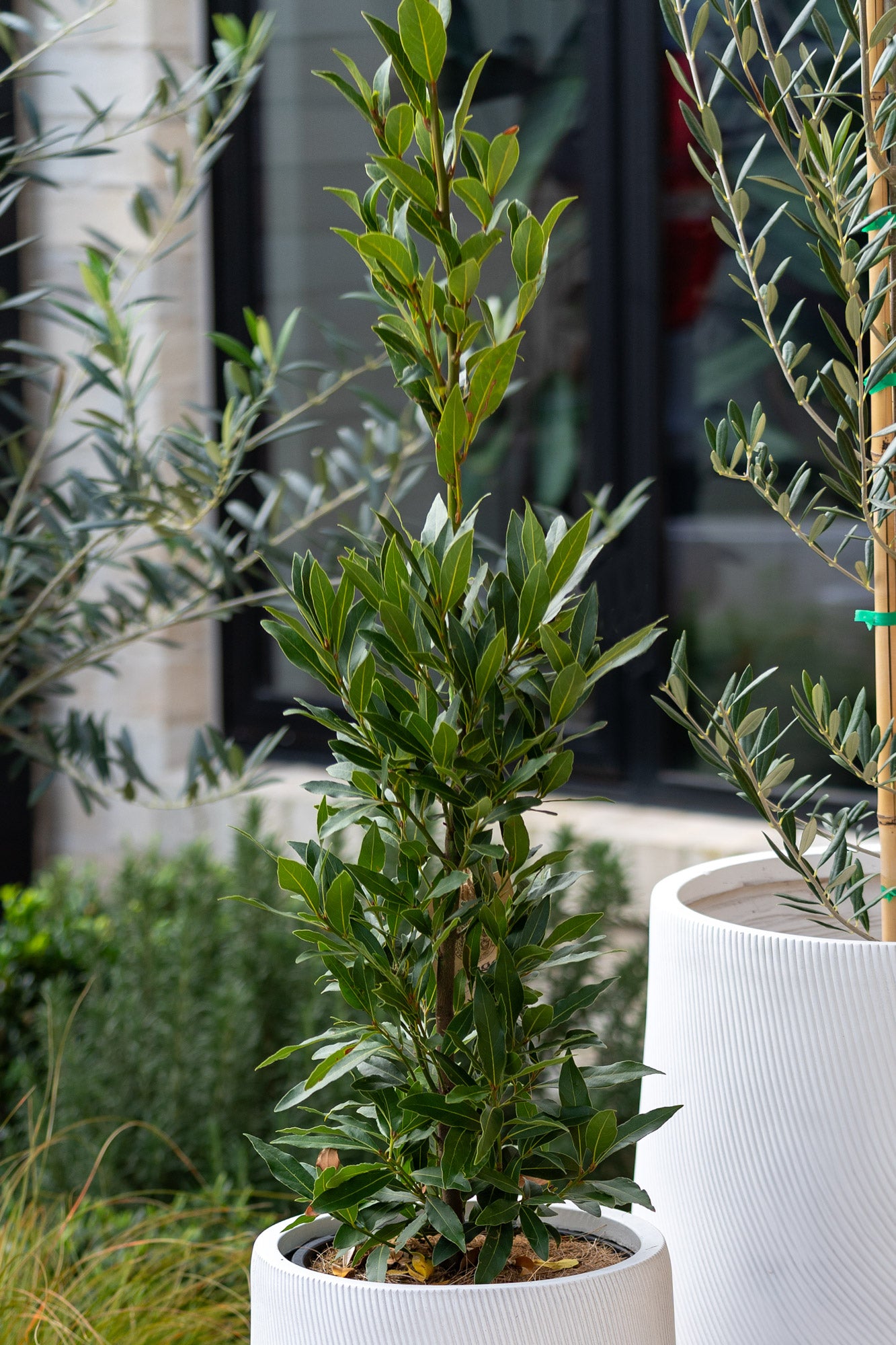 bay plants in pots Bay Leaf – Mangoni Family Merchants