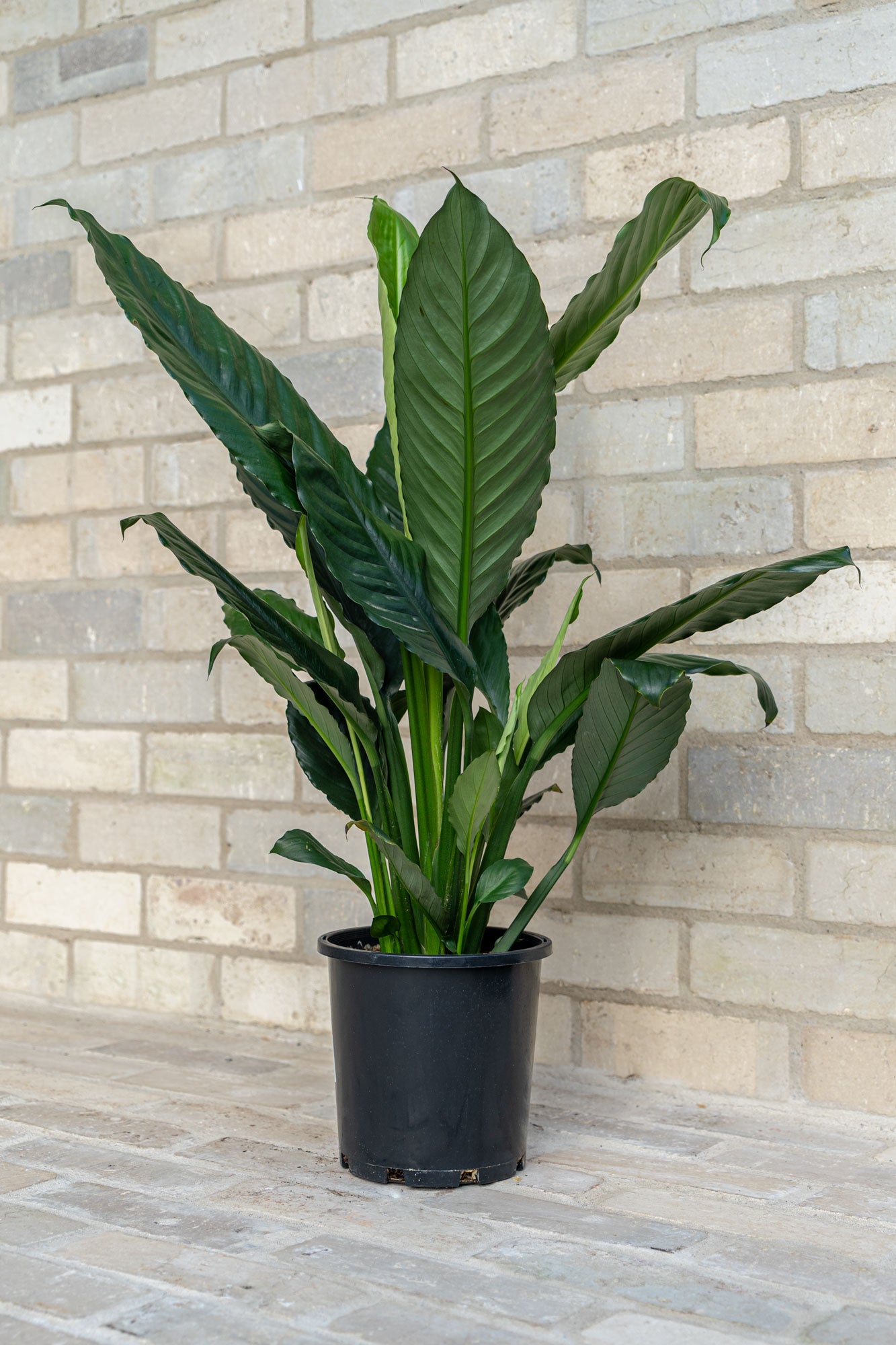 family of peace lily Peace Lilly – Mangoni Family Merchants