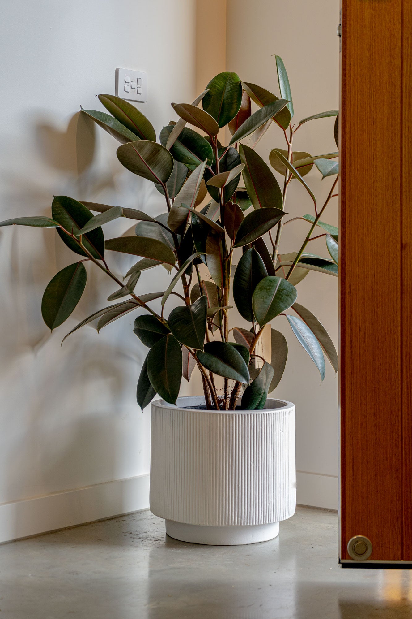 indoor burgundy rubber plant Rubber Plant 'Burgundy' – Mangoni Family Merchants