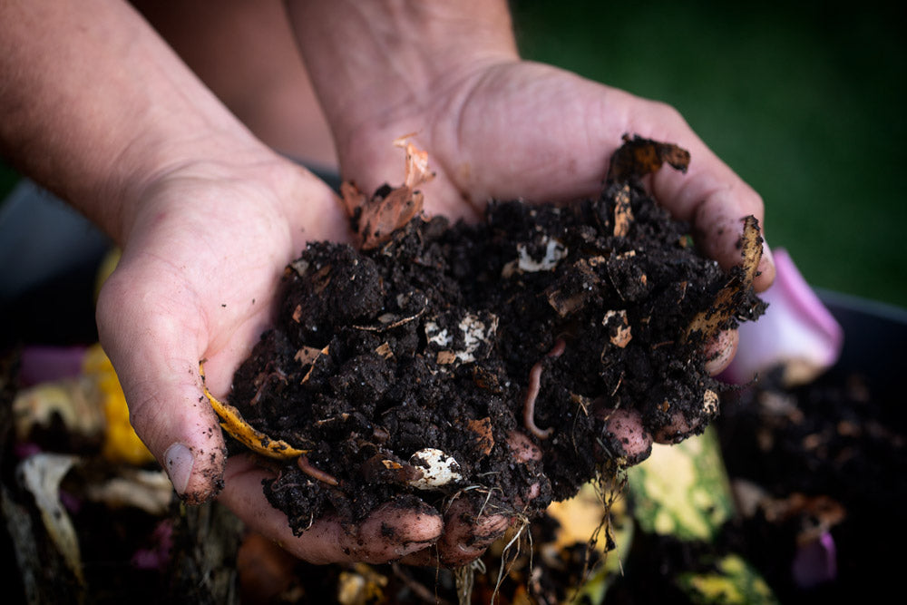 Worms, Wee, and Wonderful Castings: Start your own worm farm today!