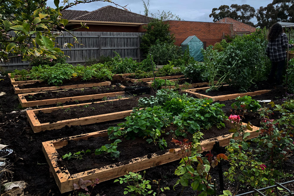 Top 10 Design Considerations When Starting Your Produce Garden