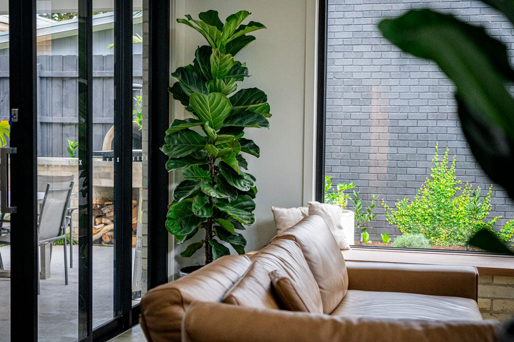 Our top 5 picks for indoor plants