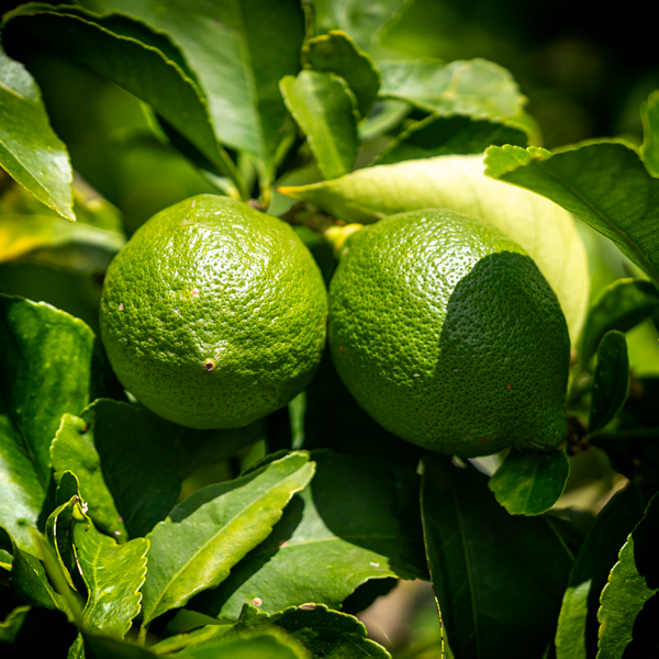 Fruit Trees