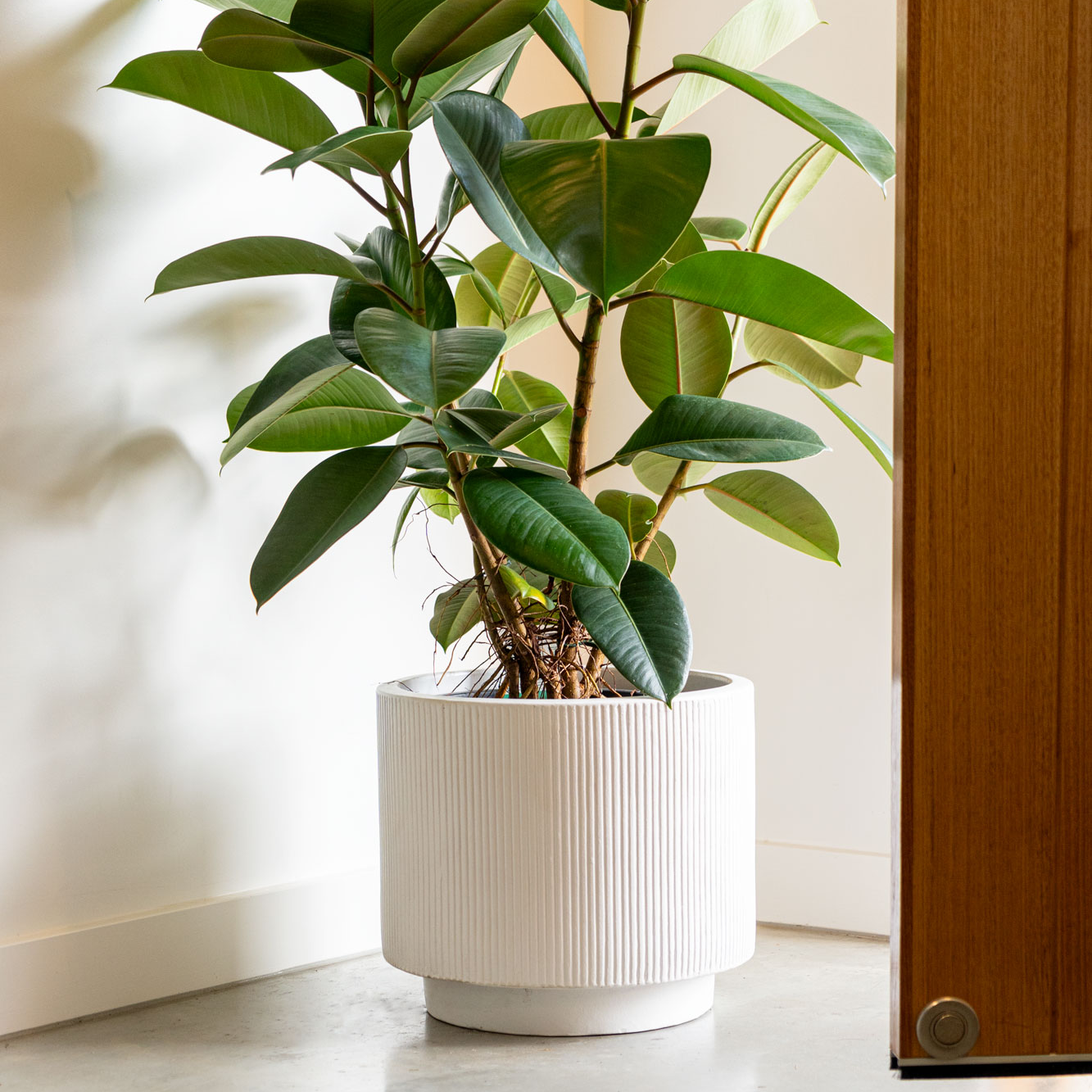 Best Sellers - Plants – Mangoni Family Merchants