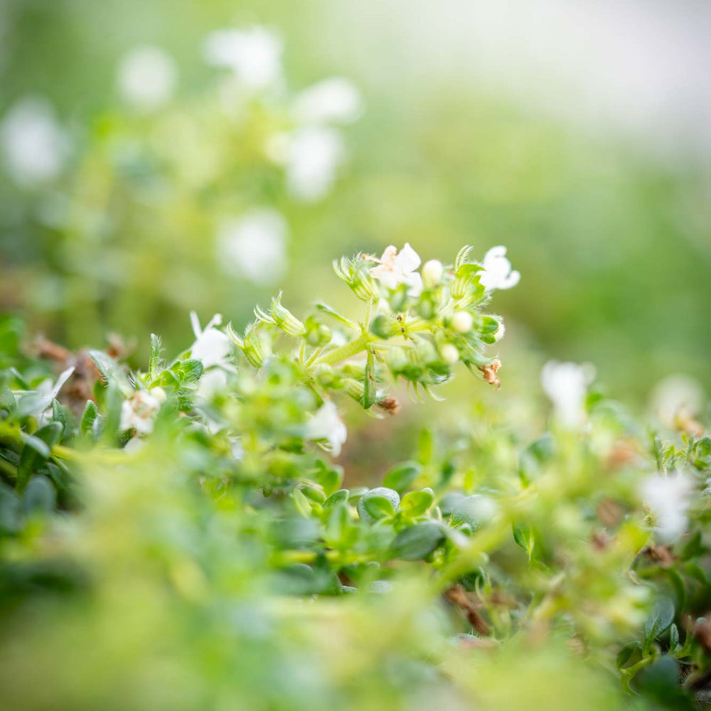 
                      
                        Lemon Thyme
                      
                    