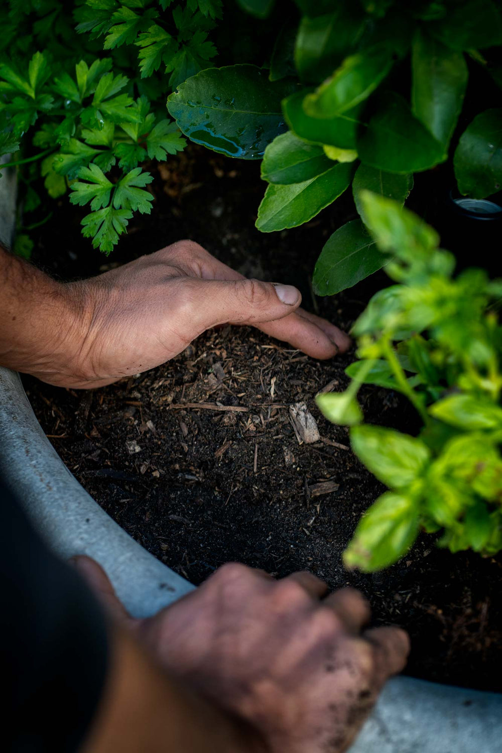 Blended Soil