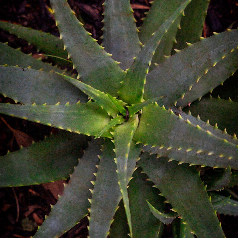 
                      
                        Aloe Vera
                      
                    