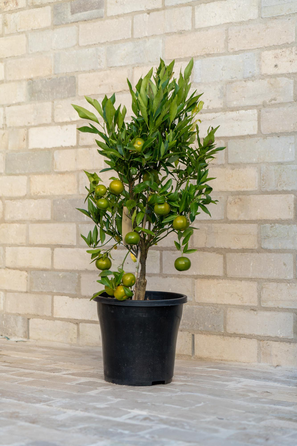 Dwarf Imperial Mandarin