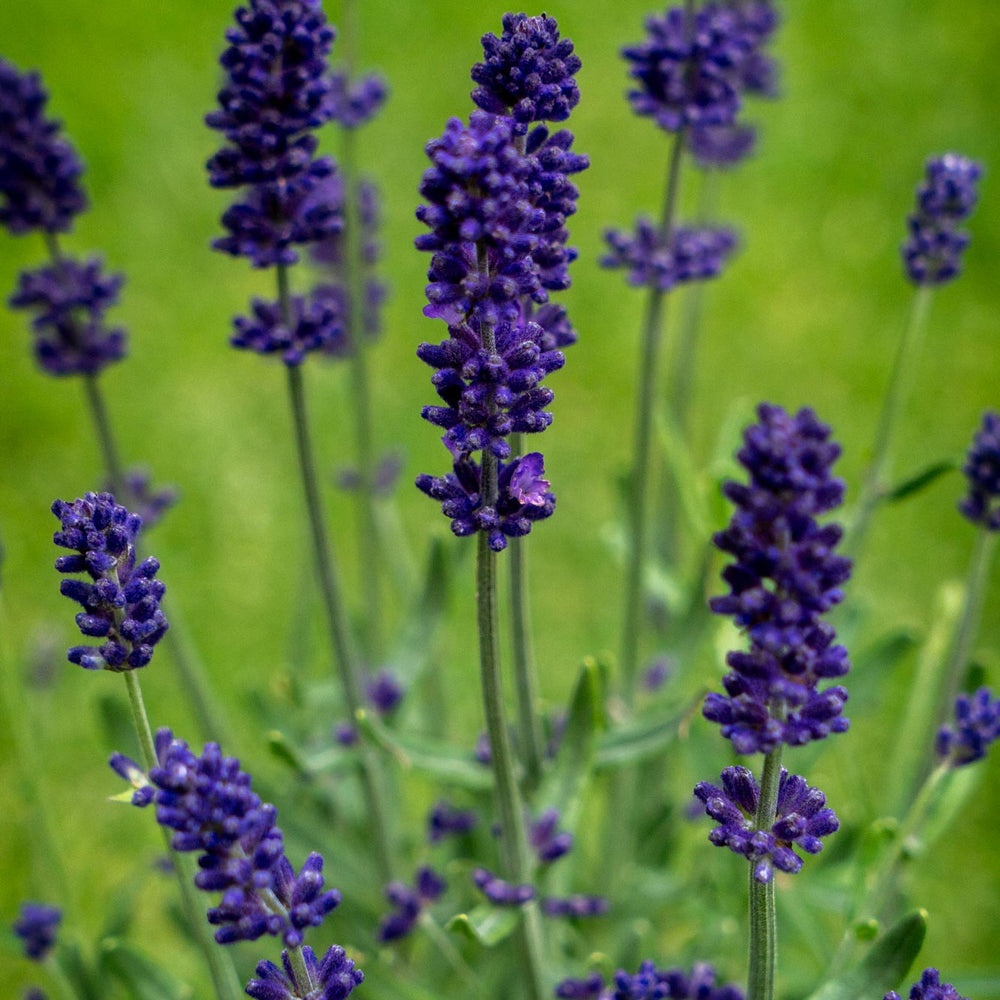 
                      
                        English Lavender
                      
                    