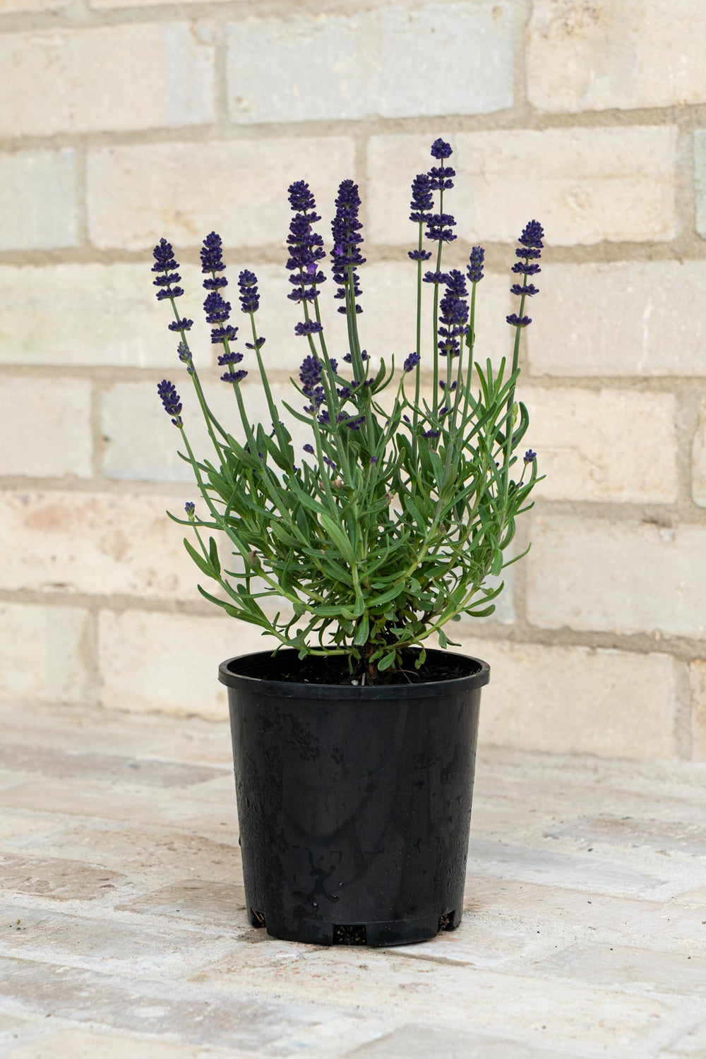 English Lavender