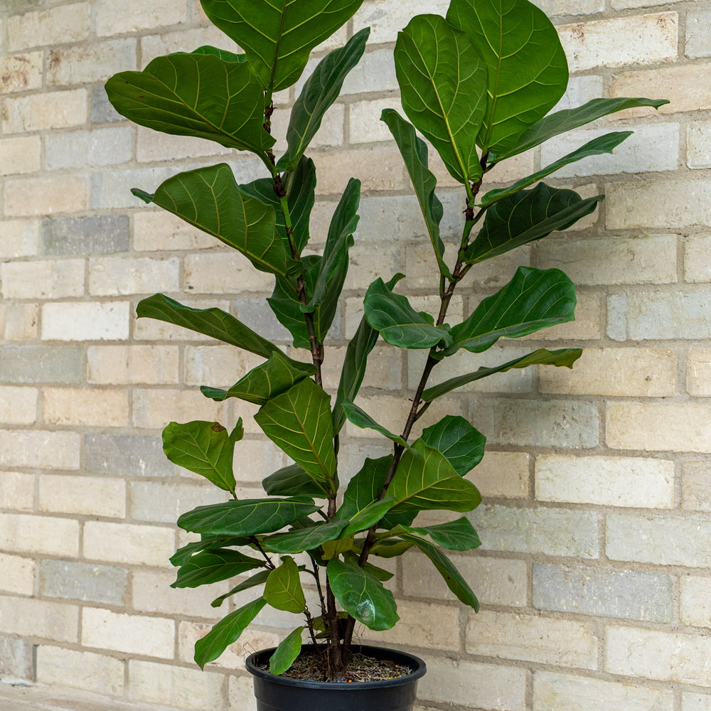 
                      
                        Fiddle Leaf
                      
                    