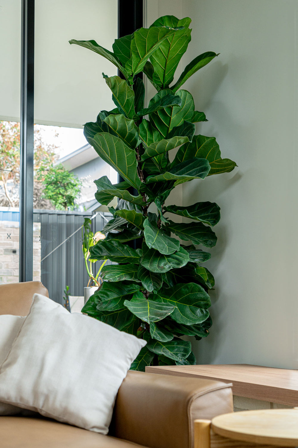 Fiddle Leaf