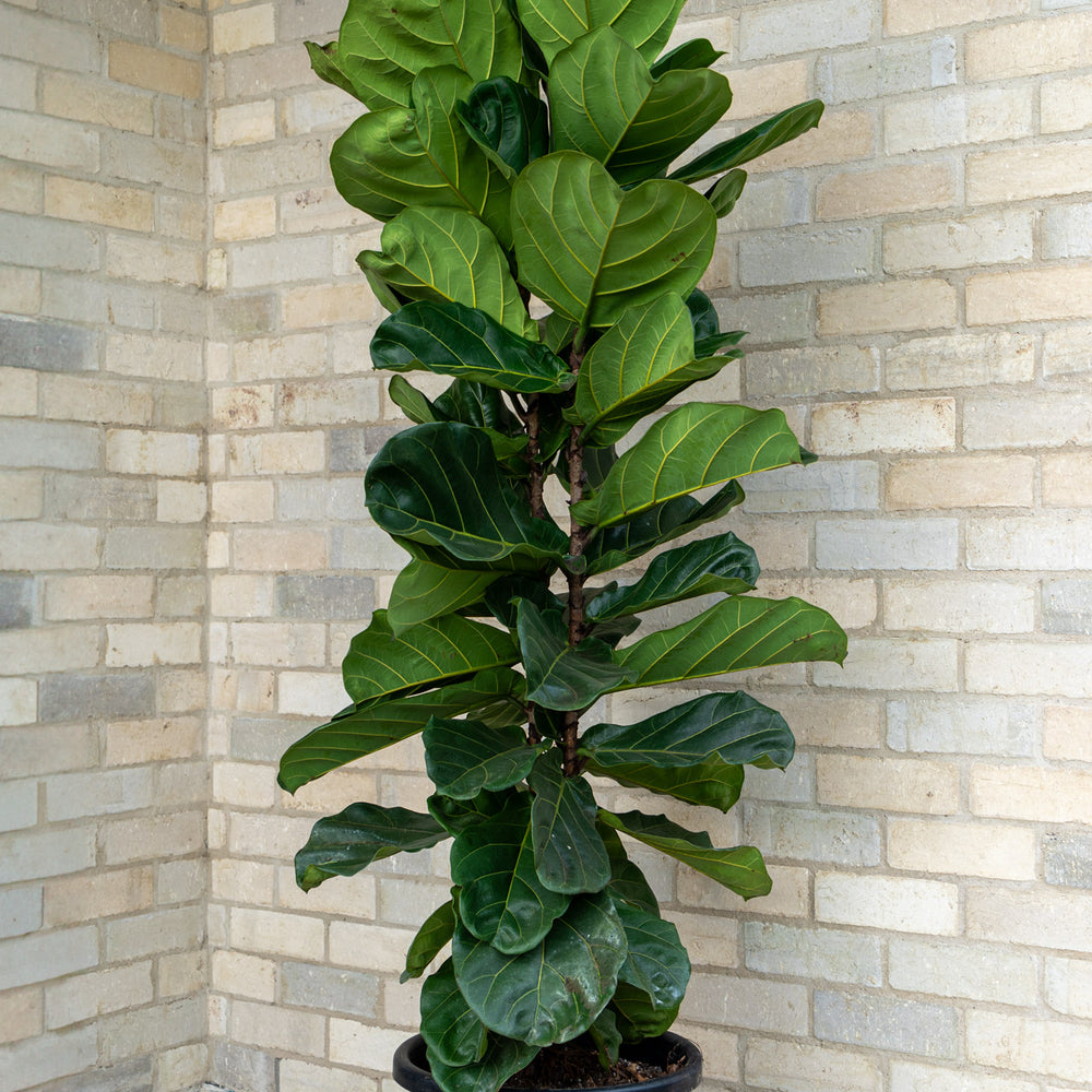 
                      
                        Fiddle Leaf
                      
                    