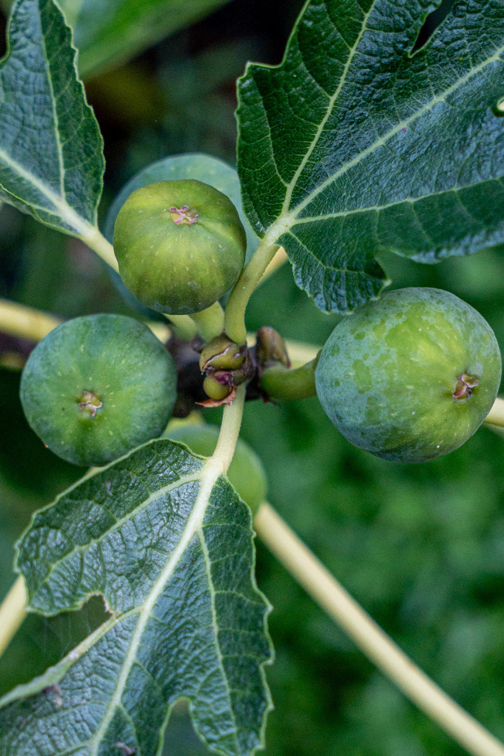 Fig ‘Black Genoa’