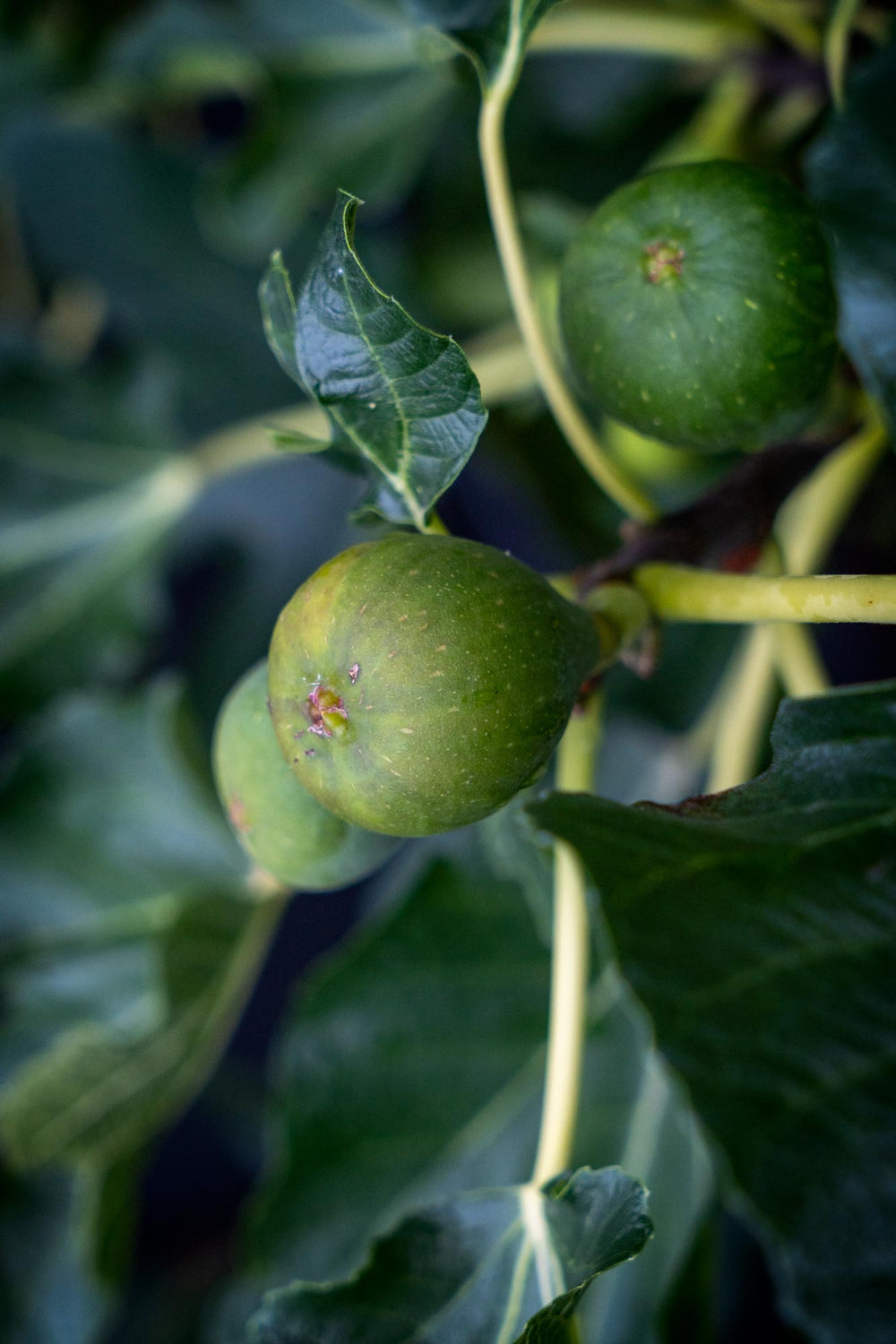 Fig ‘White Genoa’