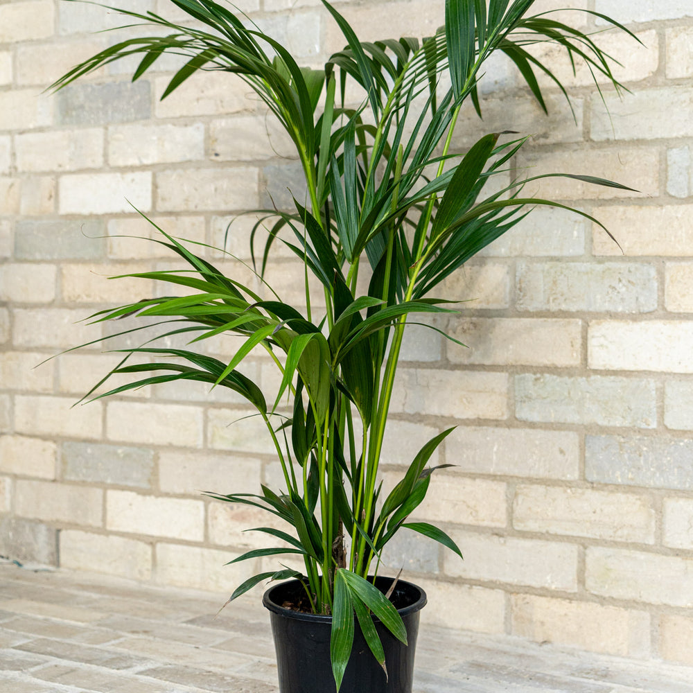 
                      
                        Kentia Palm
                      
                    