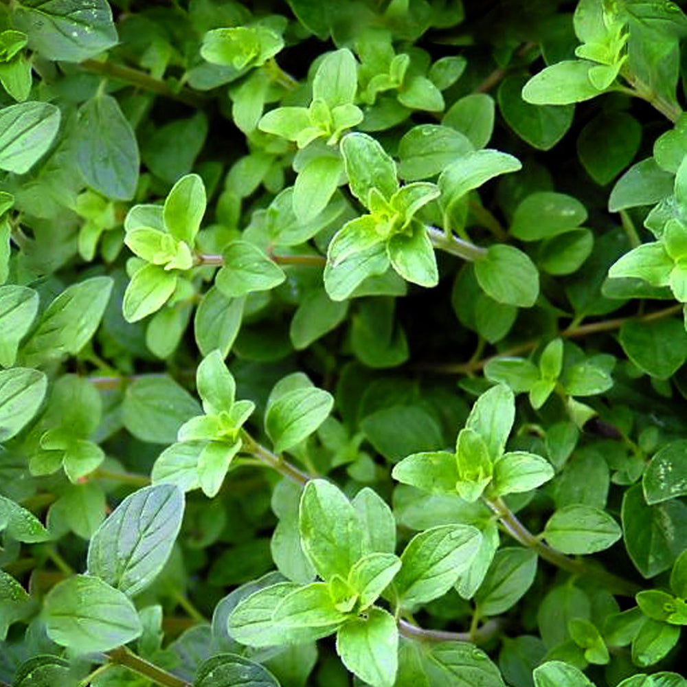 
                      
                        Oregano
                      
                    