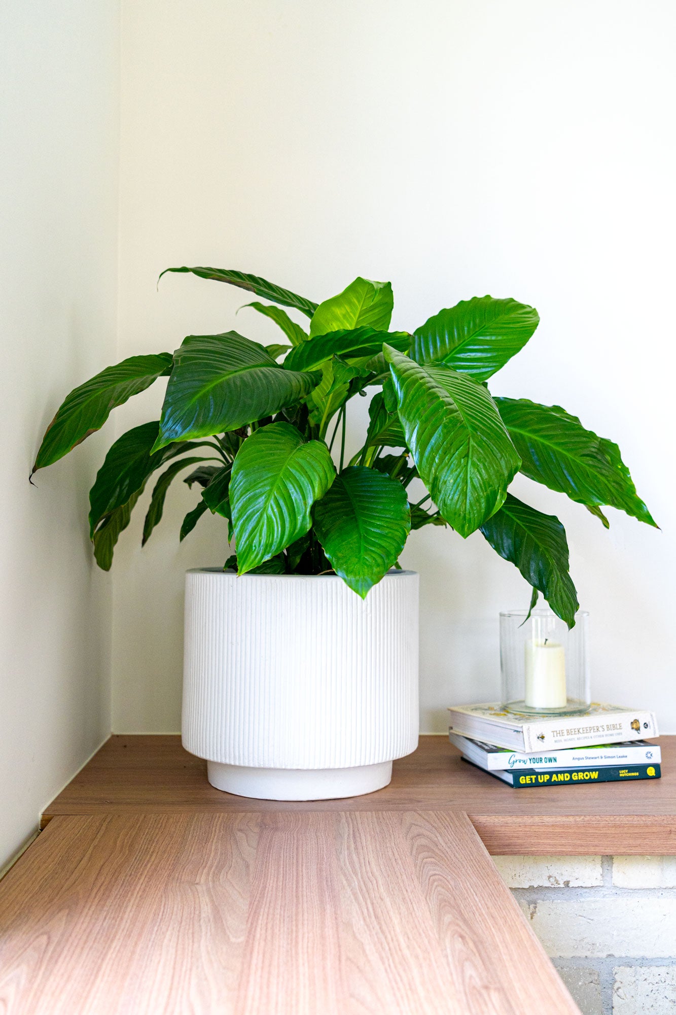 Peace Lilly – Mangoni Family Merchants