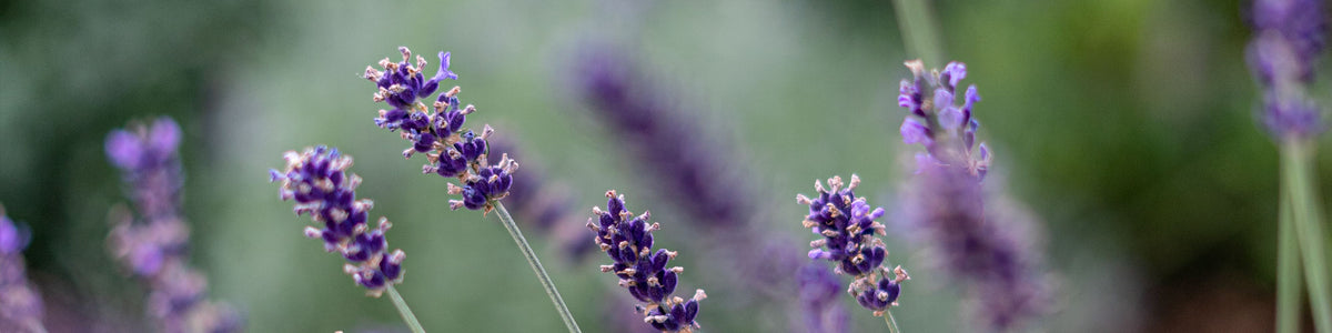 Best Sellers - Plants – Mangoni Family Merchants