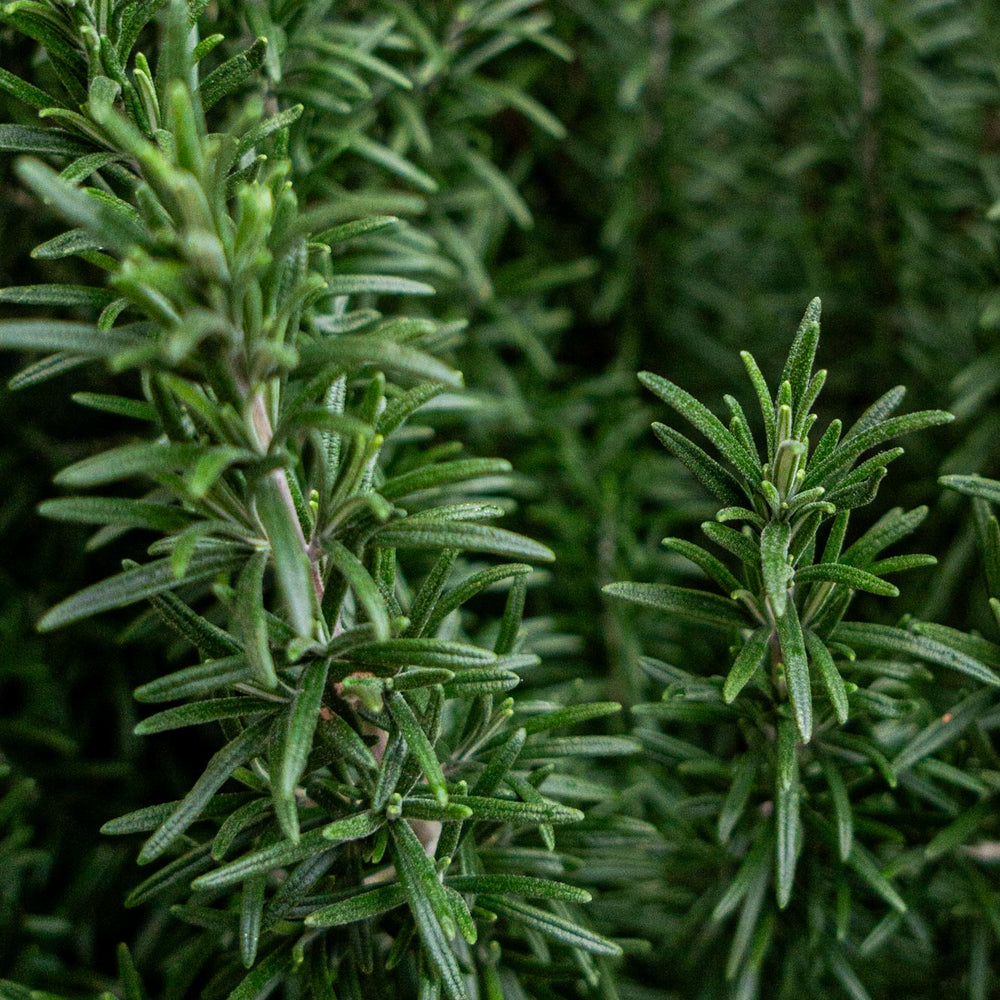 
                      
                        Rosemary
                      
                    