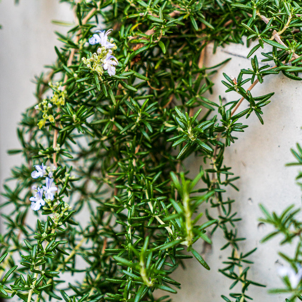 
                      
                        Groundcover Rosemary
                      
                    