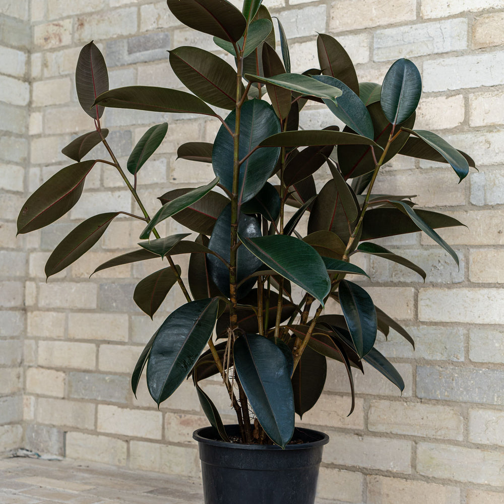 
                      
                        Rubber Plant ‘Burgundy’
                      
                    