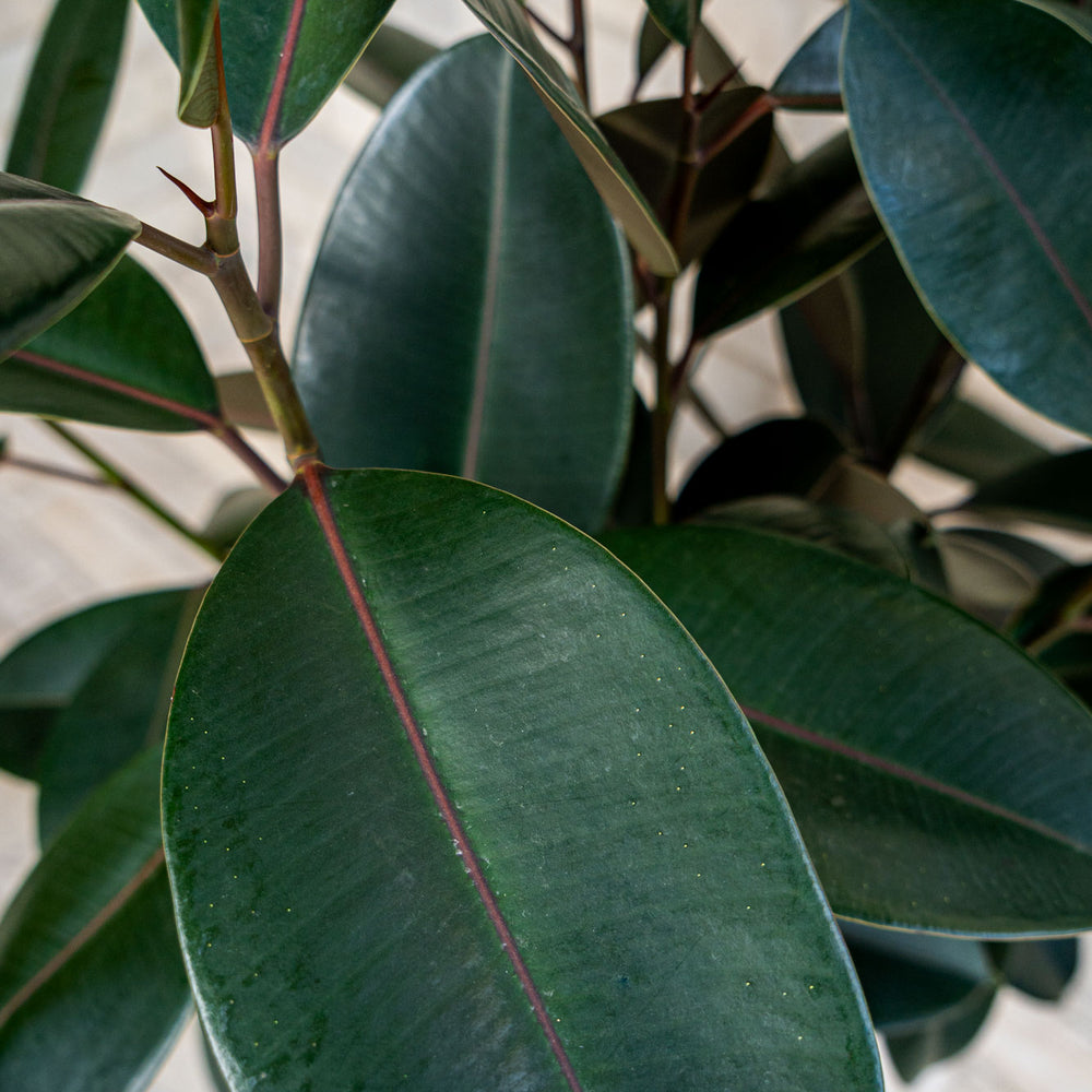 
                      
                        Rubber Plant ‘Burgundy’
                      
                    