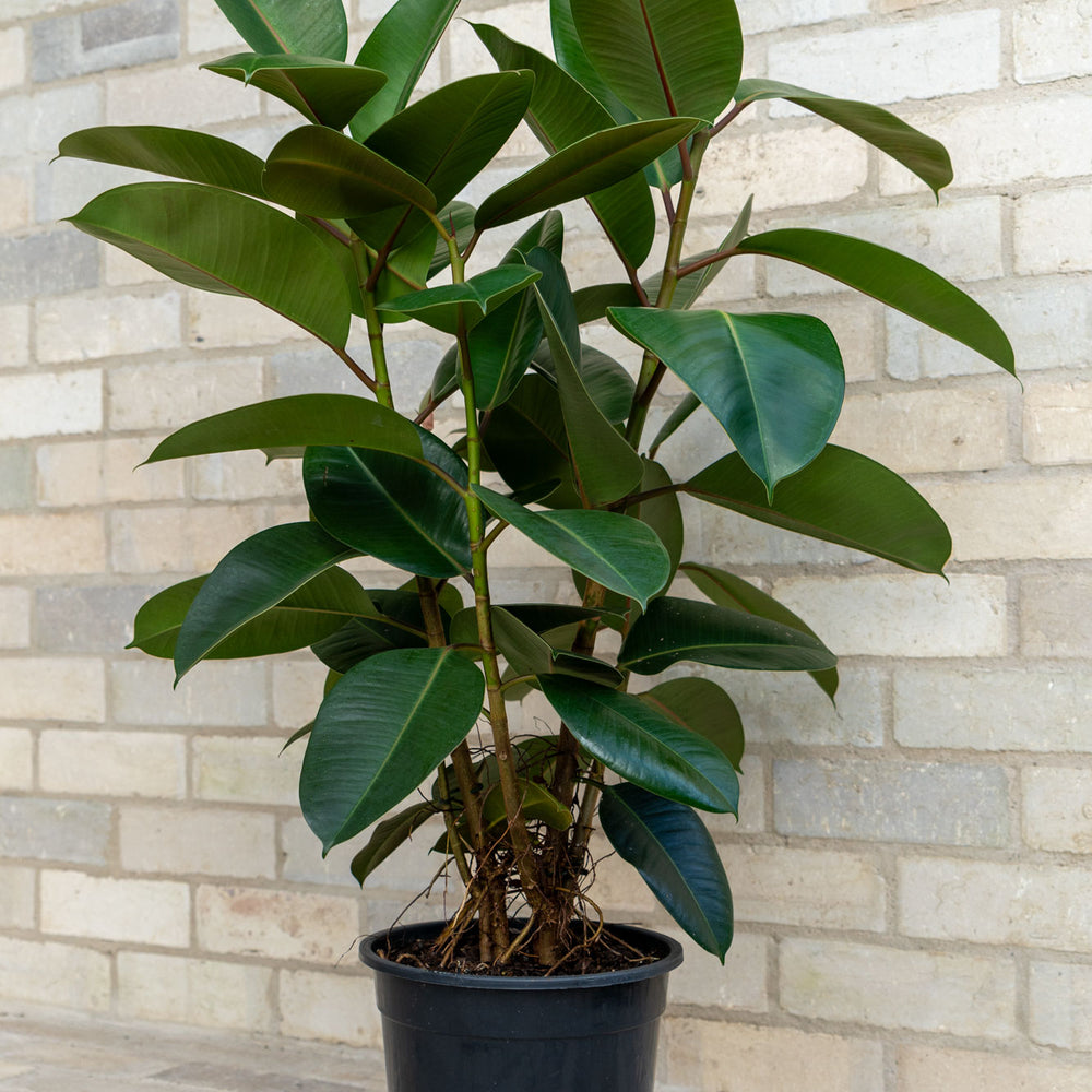 
                      
                        Rubber Plant 'Robusta'
                      
                    