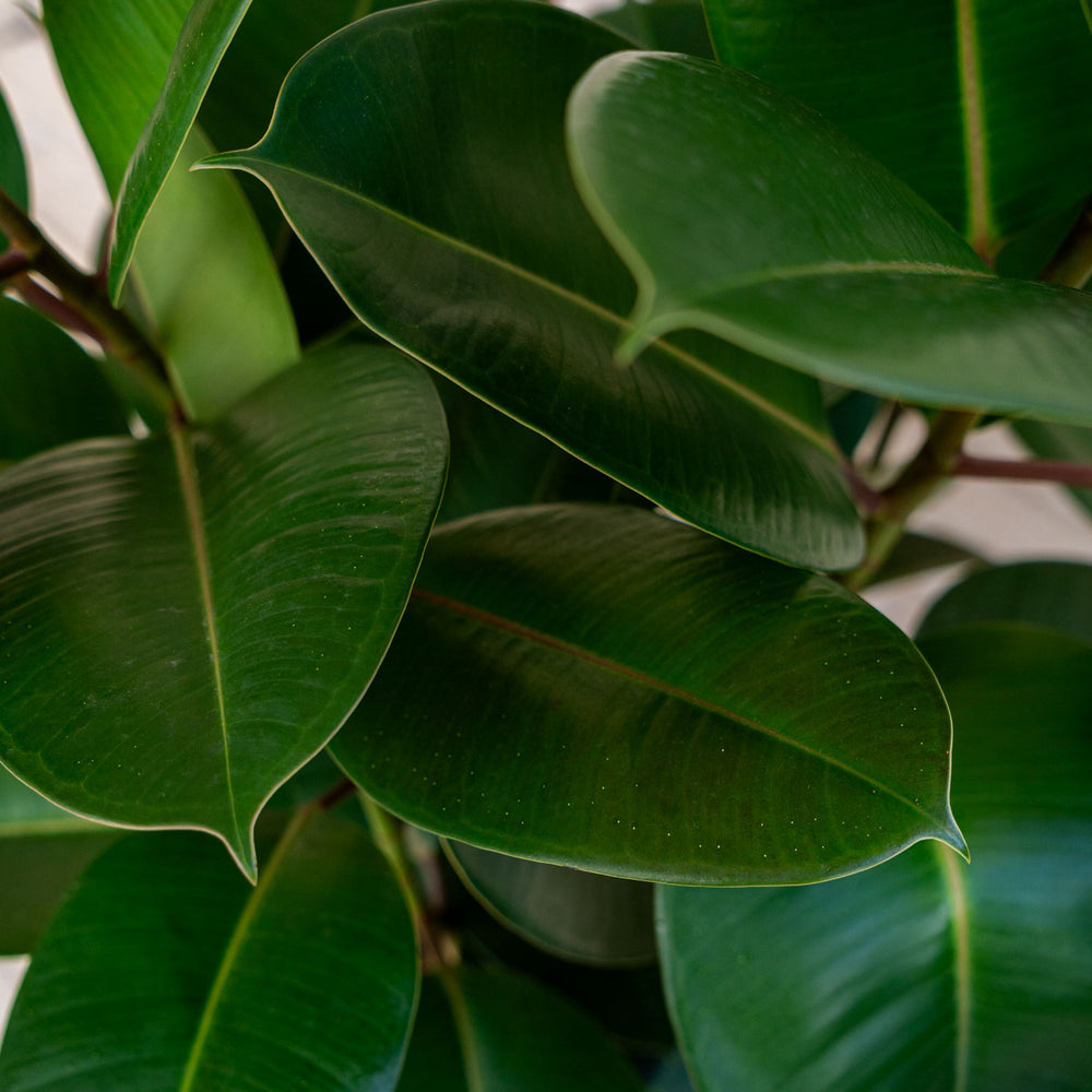 
                      
                        Rubber Plant 'Robusta'
                      
                    