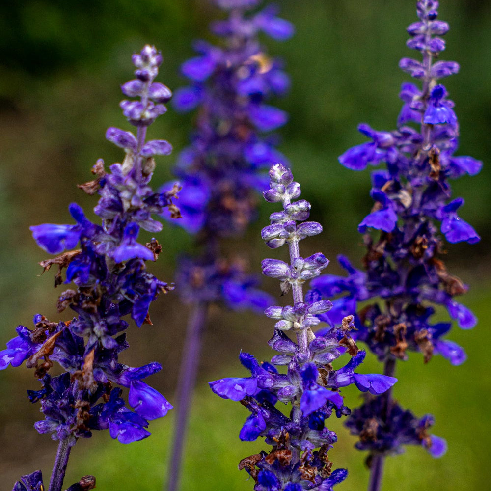 
                      
                        Salvia 'Mystic Spires'
                      
                    