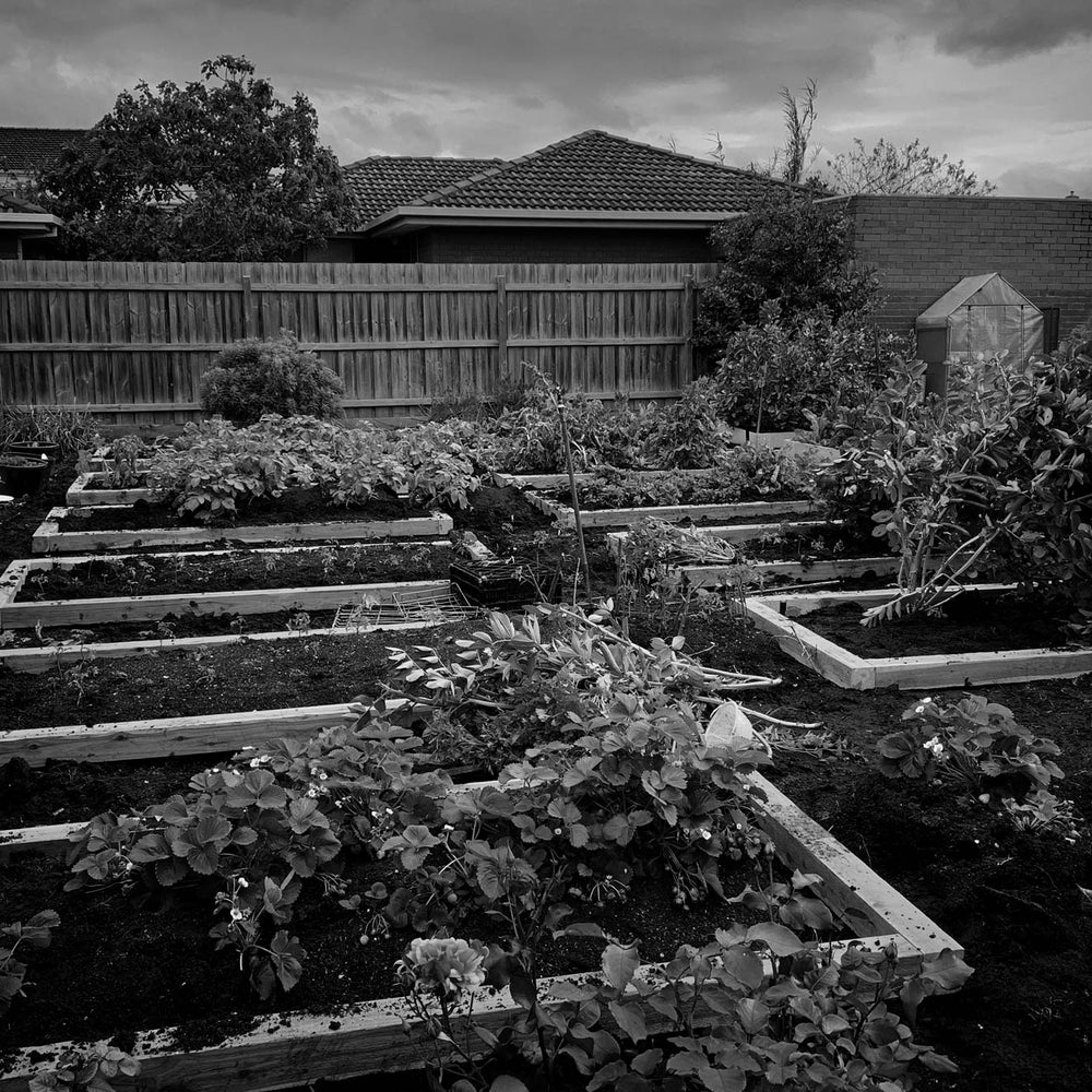 Mangoni Family Merchants - Indoor & Outdoor Pots & Plants