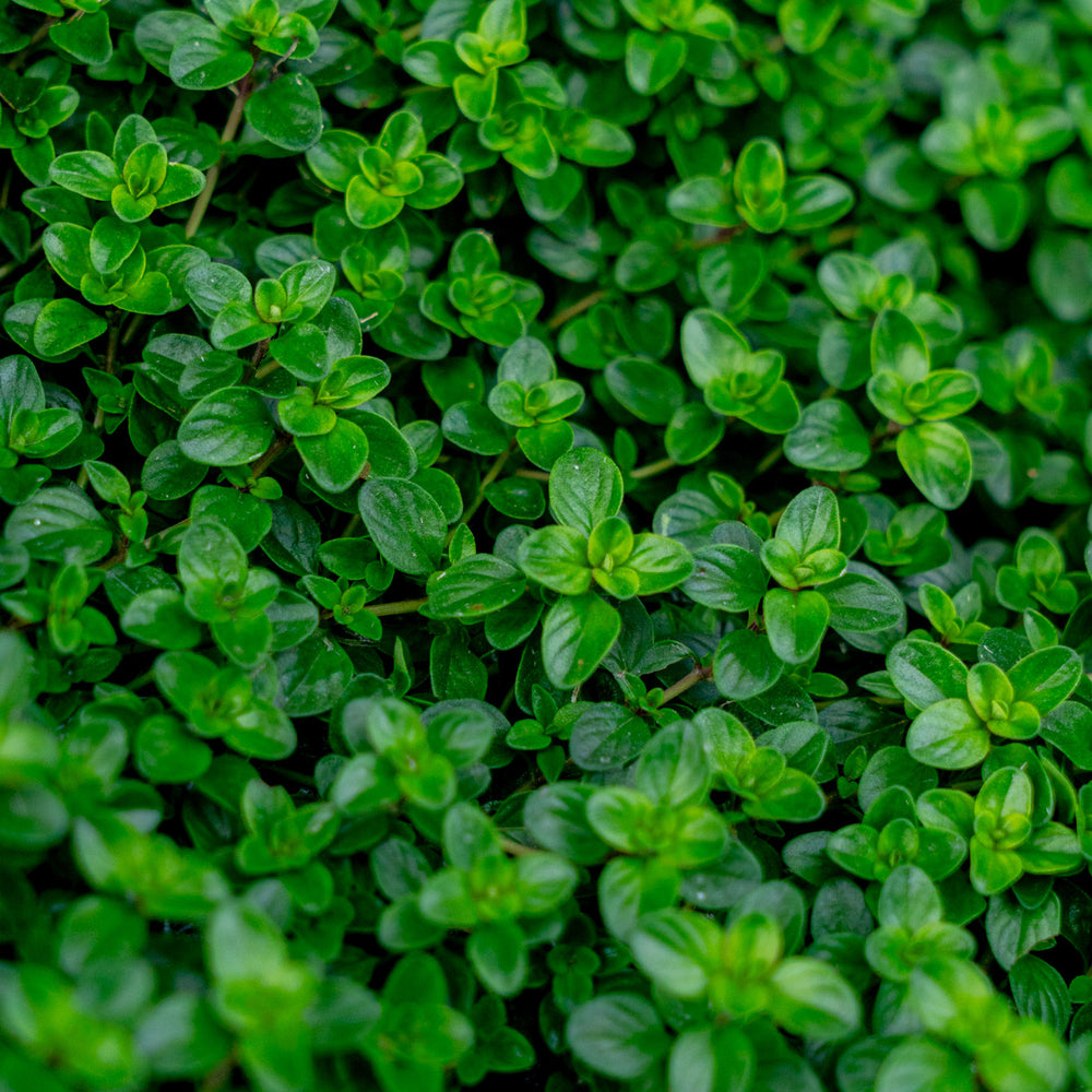 
                      
                        Italian Thyme
                      
                    