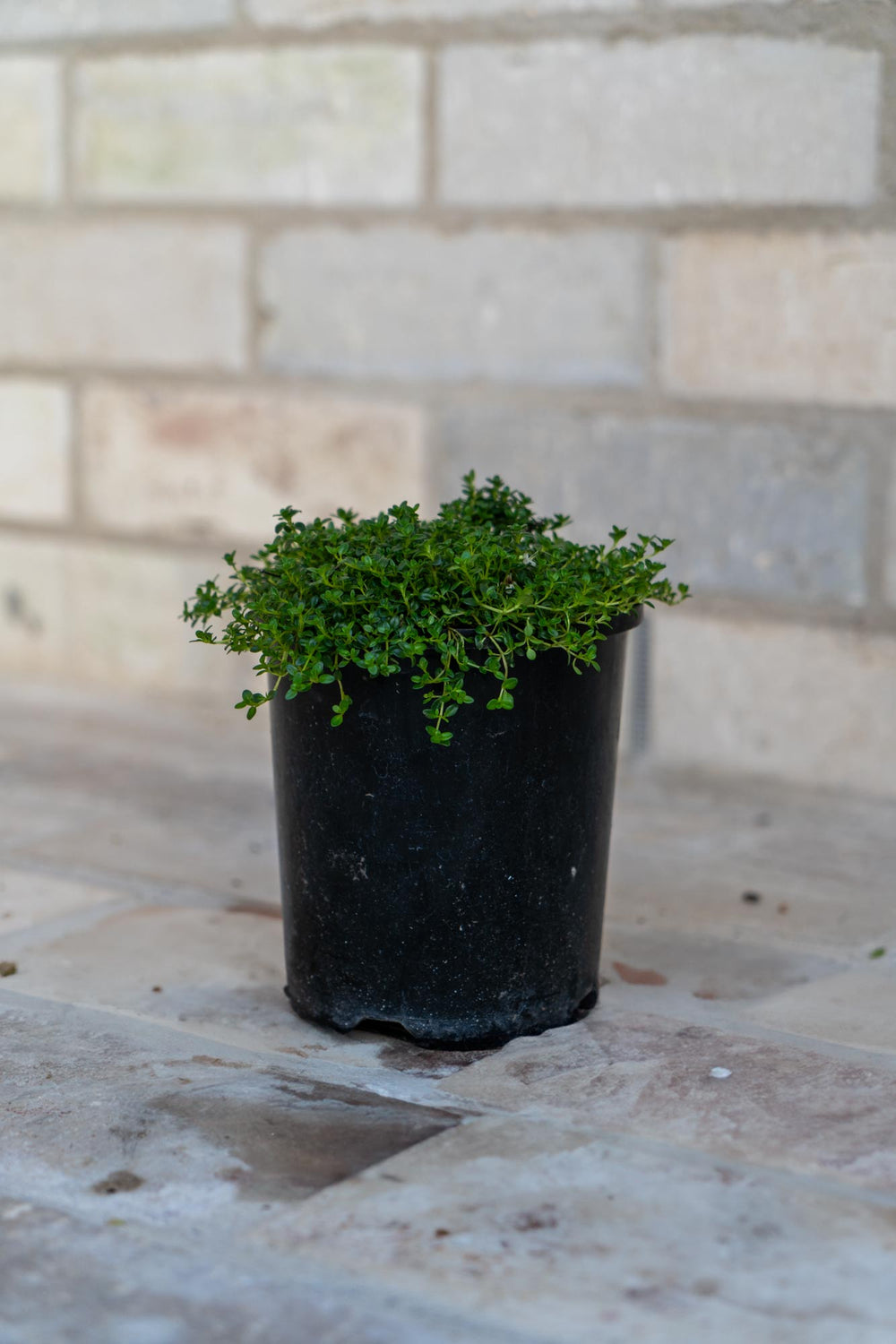 White Creeping Thyme